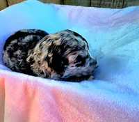 Skittles, a male Miniature Goldendoodle for sale in Red Boiling Springs, TN – 2 of 4