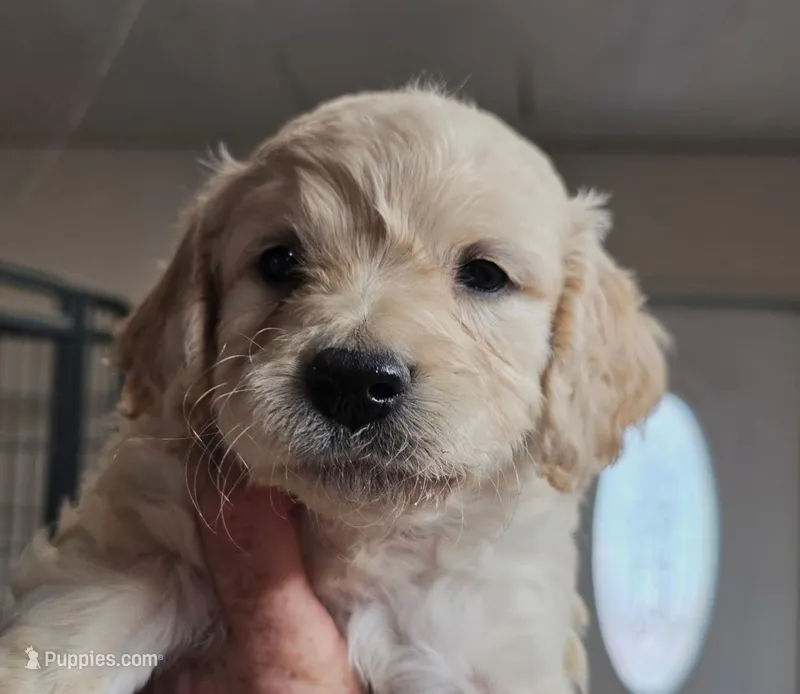 Birdie – Goldendoodle puppy for sale in Red Boiling Springs, TN
