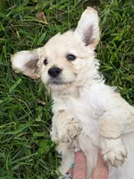 Birdie, a female Goldendoodle for sale in Red Boiling Springs, TN – Photo 3 of 3