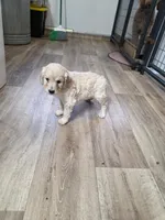 Birdie, a female Goldendoodle for sale in Red Boiling Springs, TN – Photo 2 of 3