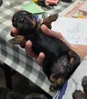 Aspen, a female Miniature Dachshund for sale in Bay Springs, MS – 5 of 6