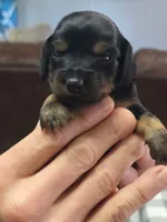 Aspen, a female Miniature Dachshund for sale in Bay Springs, MS – 4 of 6