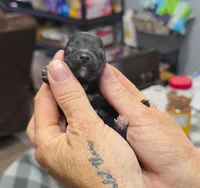 Brownie, a female Doxiepoo for sale in Bay Springs, MS – 4 of 6