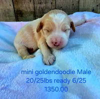 Pickles, a male Miniature Goldendoodle for sale in Red Boiling Springs, TN – 5 of 6