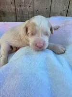 Pickles, a male Miniature Goldendoodle for sale in Red Boiling Springs, TN – 6 of 6
