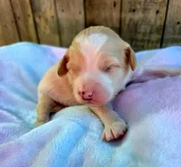 Pickles, a male Miniature Goldendoodle for sale in Red Boiling Springs, TN – 3 of 6