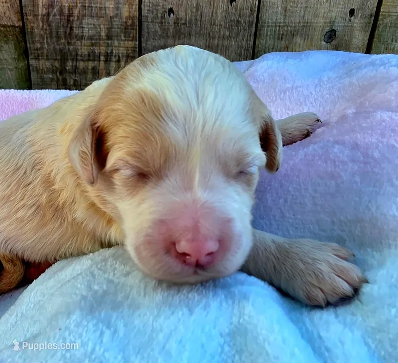 Pickles – Miniature Goldendoodle puppy for sale in Red Boiling Springs, TN