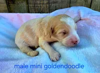 Pickles, a male Miniature Goldendoodle for sale in Red Boiling Springs, TN – 2 of 6