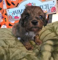 Honey, a female Doxiepoo for sale in Bay Springs, MS – 3 of 7