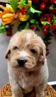 Sam, a male Miniature Goldendoodle for sale in Red Boiling Springs, TN – 2 of 4