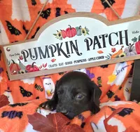 Biscotti , a male Doxiepoo for sale in Bay Springs, MS – 4 of 9