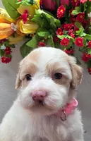 Princess Penny, a female Miniature Goldendoodle for sale in Red Boiling Springs, TN – 2 of 6