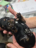 Acorn, a male Miniature Dachshund for sale in Bay Springs, MS – 3 of 6