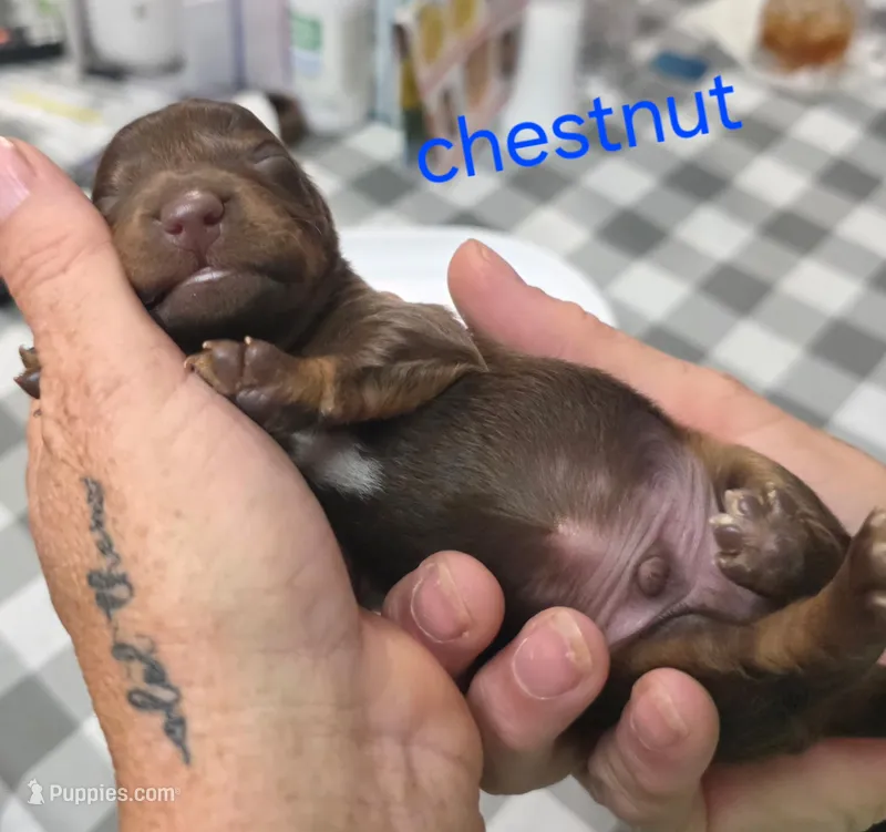 Chestnut  – Miniature Dachshund puppy for sale in Bay Springs, MS