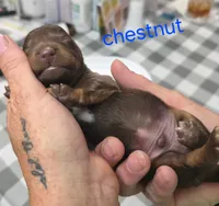 Chestnut , a male Miniature Dachshund for sale in Bay Springs, MS – 1 of 5
