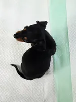 Rocky, a male Miniature Dachshund for sale in Bay Springs, MS – 5 of 7
