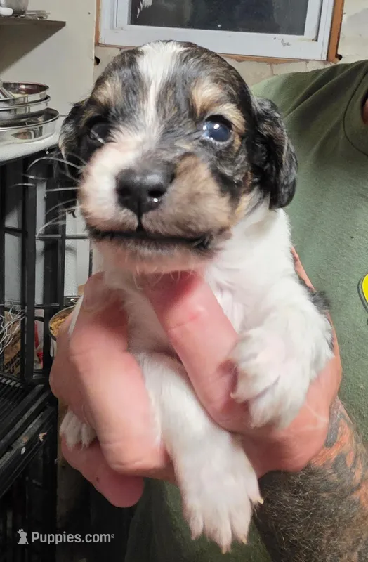 Bert – Doxiepoo puppy for sale in Red Boiling Springs, TN