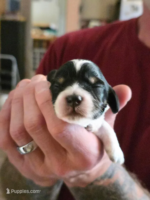 Bert – Doxiepoo puppy for sale in Red Boiling Springs, TN