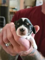 Bert, a male Doxiepoo for sale in Red Boiling Springs, TN – Photo 1 of 3