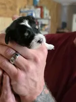 Bert, a male Doxiepoo for sale in Red Boiling Springs, TN – Photo 3 of 3