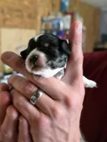 Bert, a male Doxiepoo for sale in Red Boiling Springs, TN – Photo 2 of 3