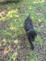 Zena, a female Golden Mountain Dog for sale in Bay Springs, MS – 6 of 7