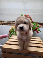 Jude, a male Goldendoodle for sale in Red Boiling Springs, TN – Photo 3 of 3