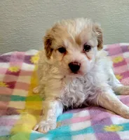 Stanley, a male Eskipoo for sale in Red Boiling Springs, TN – 1 of 2