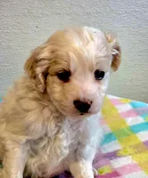 Stanley, a male Eskipoo for sale in Red Boiling Springs, TN – 2 of 2