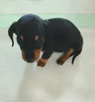 Rocky, a male Miniature Dachshund for sale in Bay Springs, MS – 2 of 7
