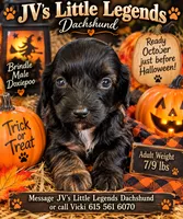 Biscotti , a male Doxiepoo for sale in Bay Springs, MS – 9 of 9