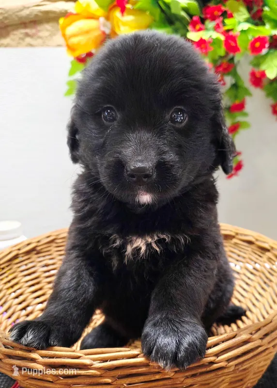 Sophie  – Golden Mountain Dog puppy for sale in Red Boiling Springs, TN