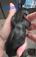 Brownie, a female Doxiepoo for sale in Bay Springs, MS – 6 of 6