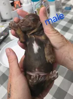 Chestnut , a male Miniature Dachshund for sale in Bay Springs, MS – 3 of 5