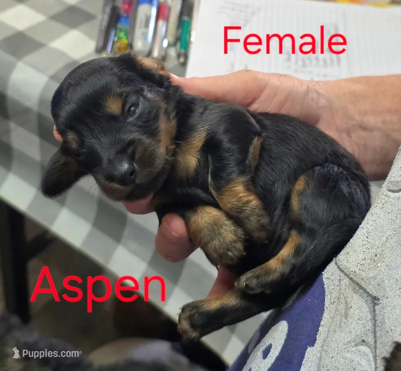 Aspen – Miniature Dachshund puppy for sale in Bay Springs, MS