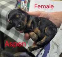 Aspen, a female Miniature Dachshund for sale in Bay Springs, MS – 1 of 6