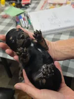 Acorn, a male Miniature Dachshund for sale in Bay Springs, MS – 5 of 6
