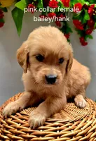 Pink collar, a female Golden Retriever for sale in Red Boiling Springs, TN – 2 of 3