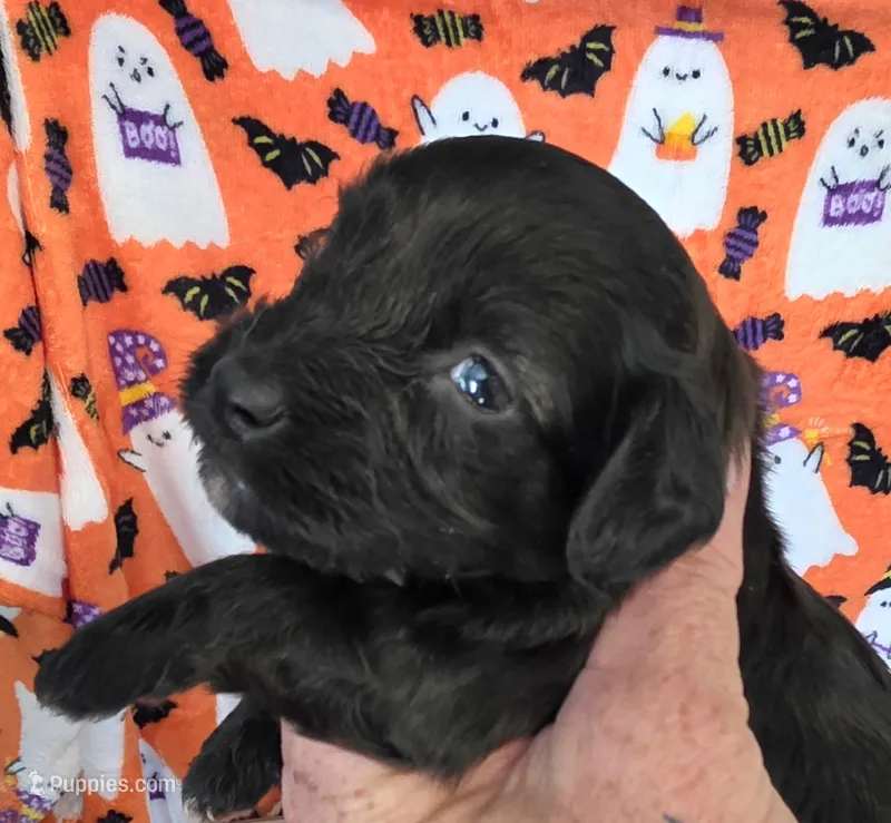 Biscotti  – Doxiepoo puppy for sale in Bay Springs, MS