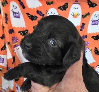 Biscotti , a male Doxiepoo for sale in Bay Springs, MS – 1 of 9