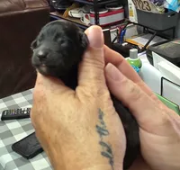 Biscotti , a male Doxiepoo for sale in Bay Springs, MS – 4 of 6
