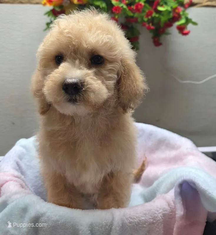 Macie – Miniature Goldendoodle puppy for sale in Red Boiling Springs, TN