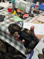 Aspen, a female Miniature Dachshund for sale in Bay Springs, MS – 2 of 6