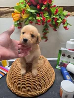 No collar, a female Golden Retriever for sale in Red Boiling Springs, TN – 2 of 3