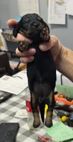 Aspen, a female Miniature Dachshund for sale in Bay Springs, MS – 3 of 6