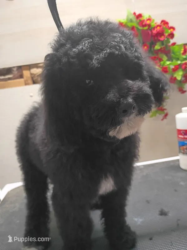 Henry – Goldendoodle puppy for sale in Red Boiling Springs, TN