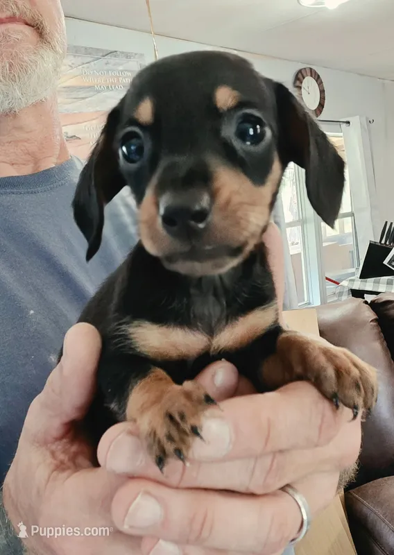 Rocky – Miniature Dachshund puppy for sale in Bay Springs, MS