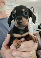 Rocky, a male Miniature Dachshund for sale in Bay Springs, MS – 1 of 7