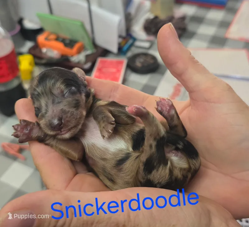 Snickerdoodle  – Doxiepoo puppy for sale in Bay Springs, MS