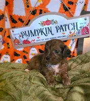 Honey, a female Doxiepoo for sale in Bay Springs, MS – 2 of 7